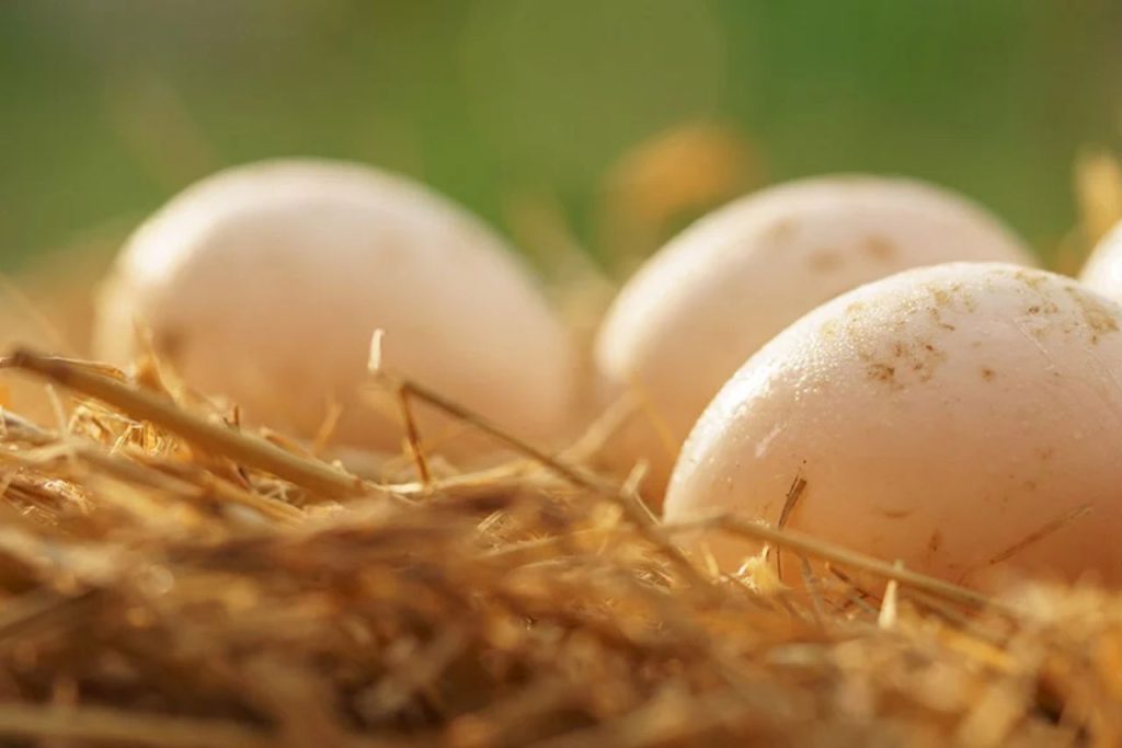 can-you-eat-duck-eggs-laid-in-water-risks-precautions-2023