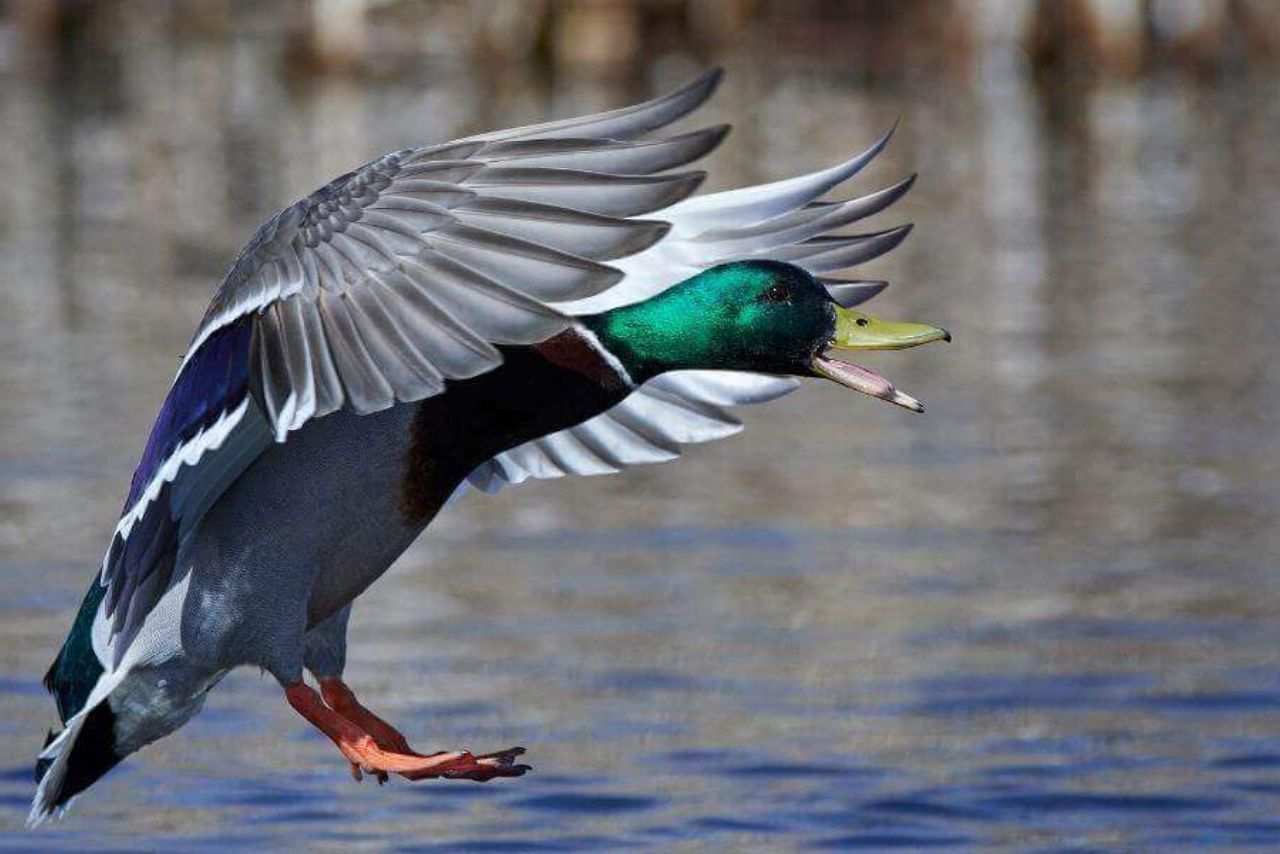 Do Cayuga Ducks Fly