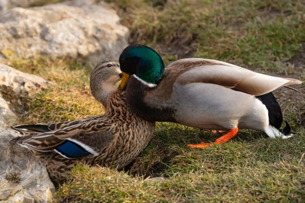 How Long After Mating Do Ducks Lay Eggs