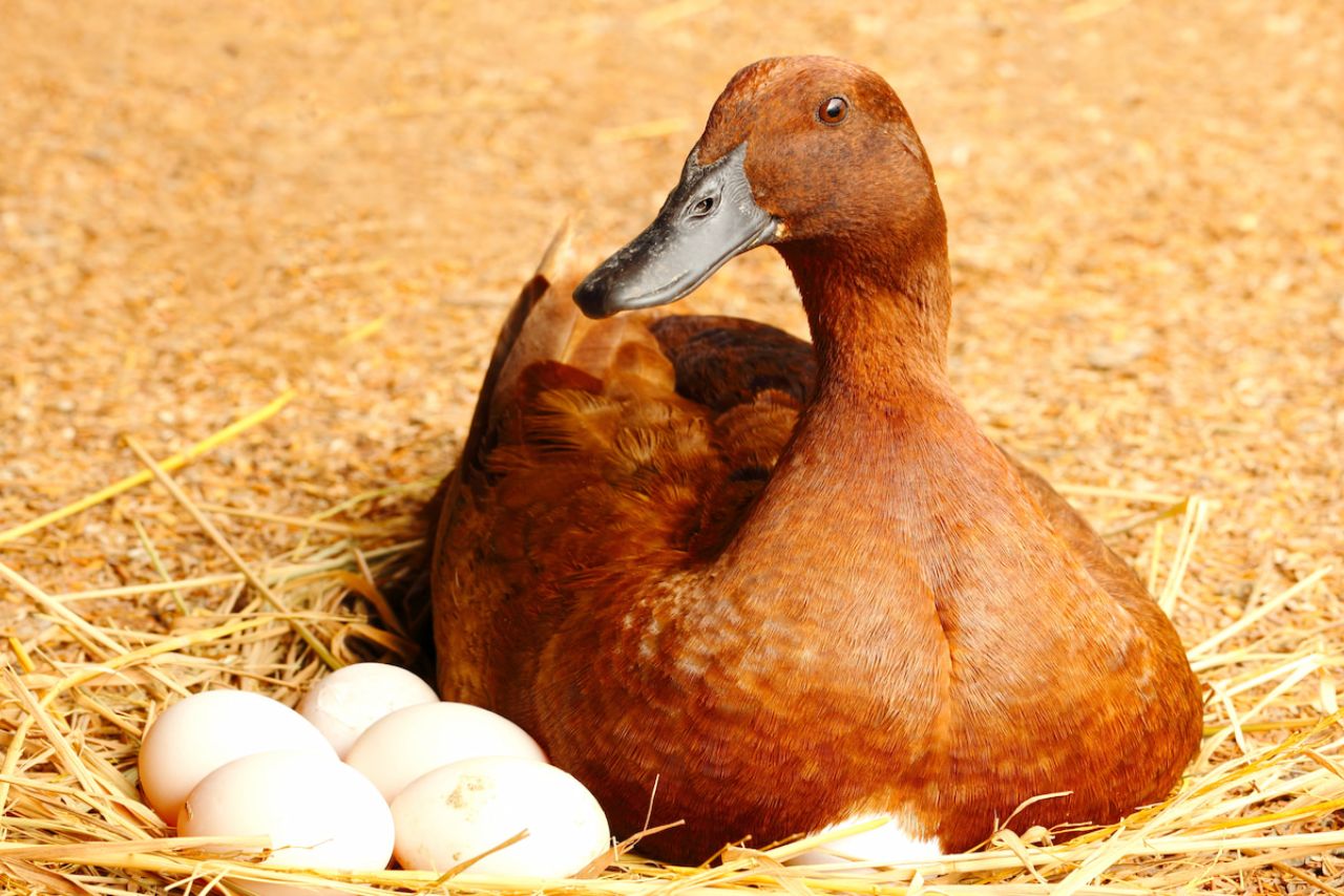 Will A Duck Sit On Dead Eggs