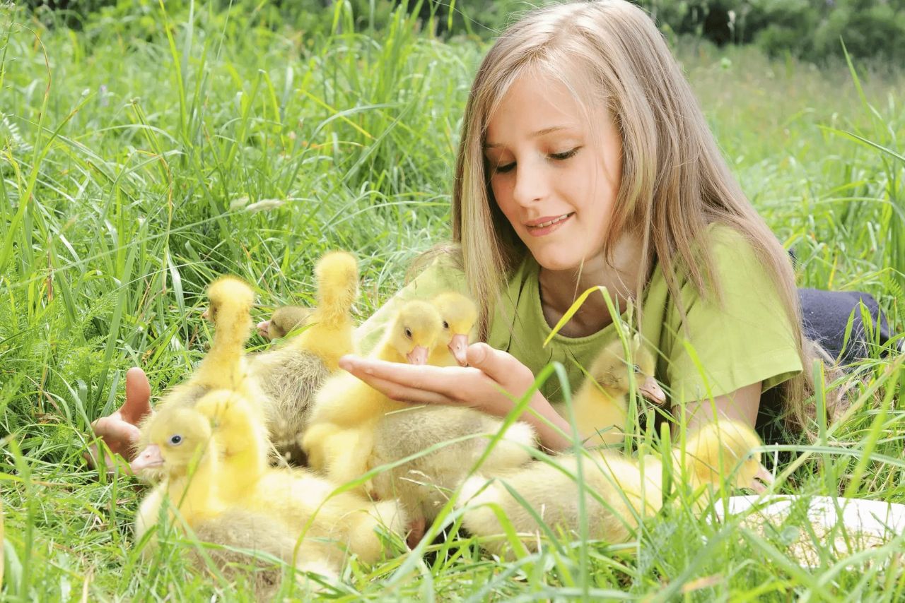 What Are Baby Ducks Called