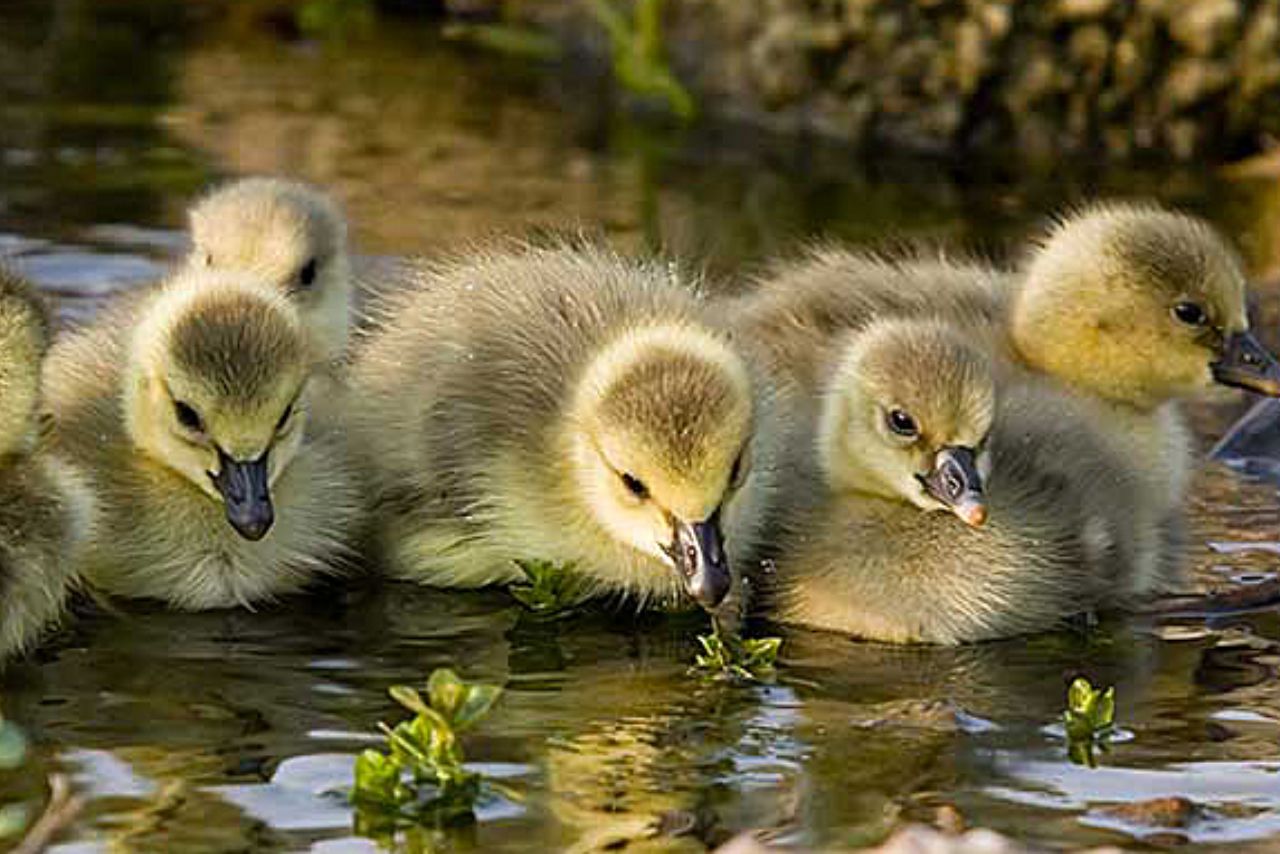 What Color Are Baby Ducks