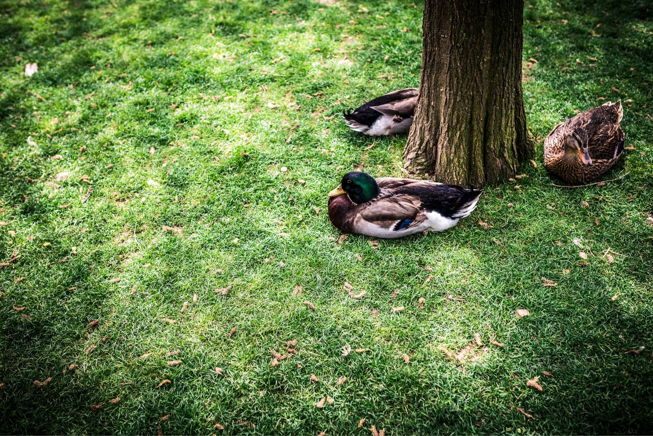 Do Ducks Sleep in Trees?