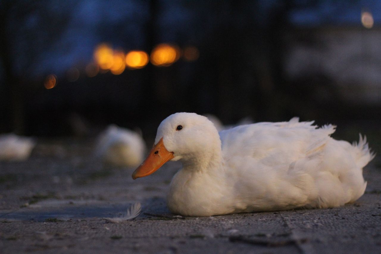 How to Train Ducks to Go in at Night? The Ultimate Guide!)
