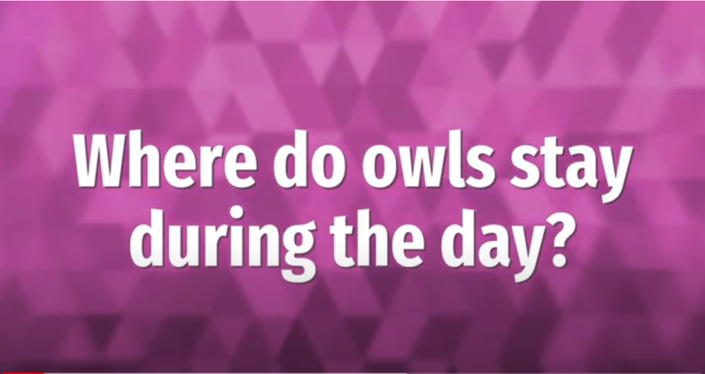 Where Do Owls Live During the Day