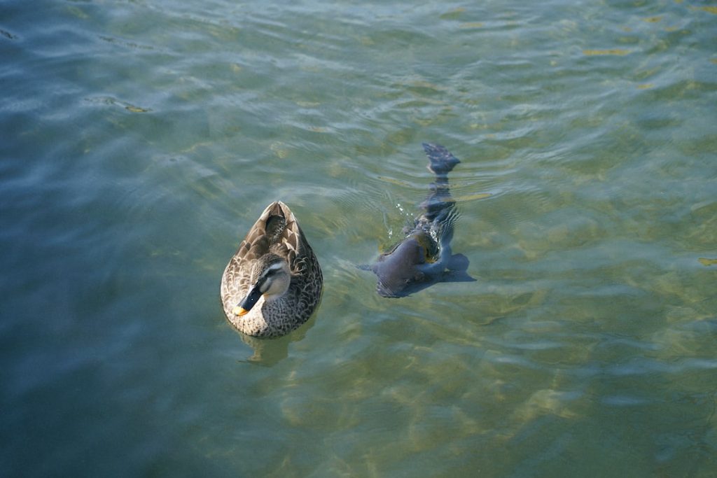 Do Ducks Eat Pond Fish