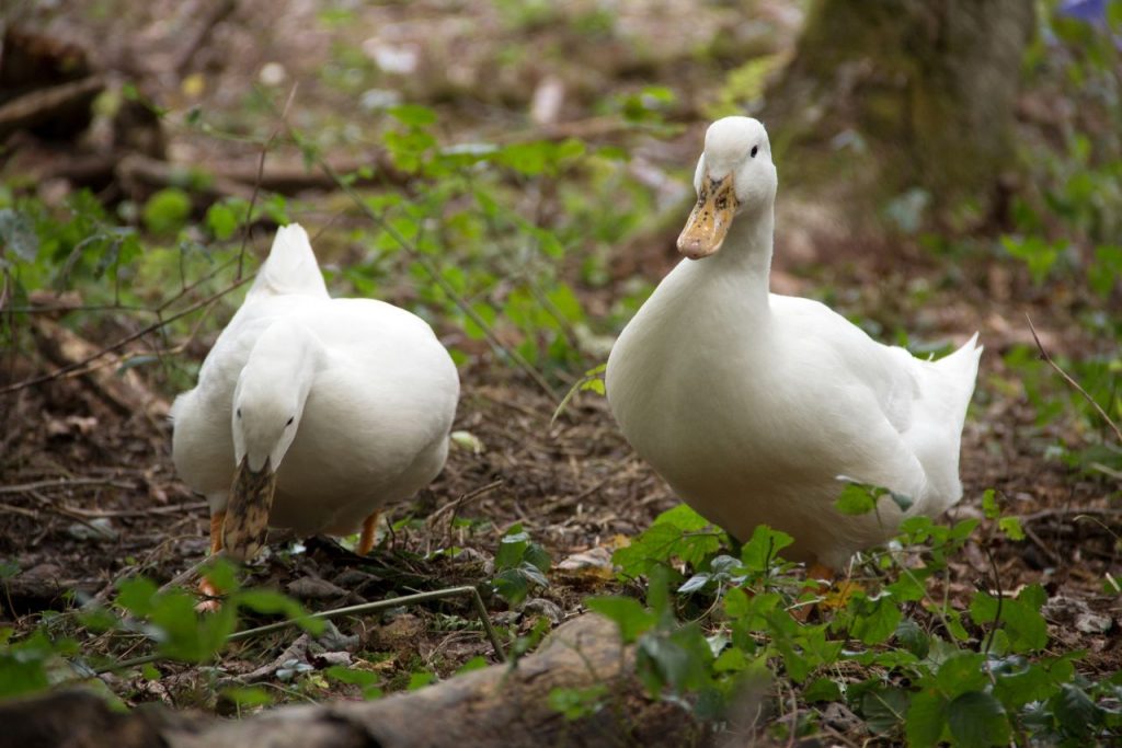 can-you-potty-train-a-duck-proper-bathroom-etiquette-2023-petybird