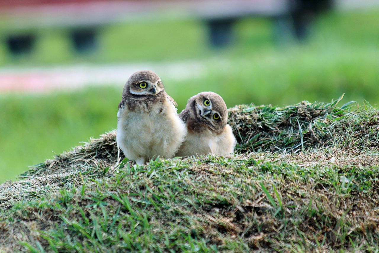 What Do Baby Owls Look Like