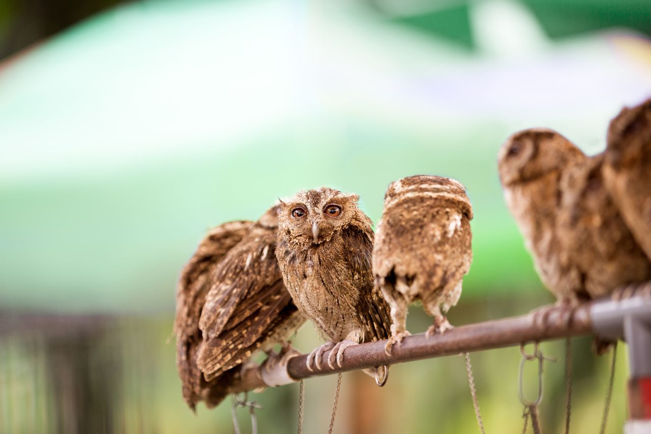 What Is a Group of Owls Called? Exploring ‘Parliament of Owls'”