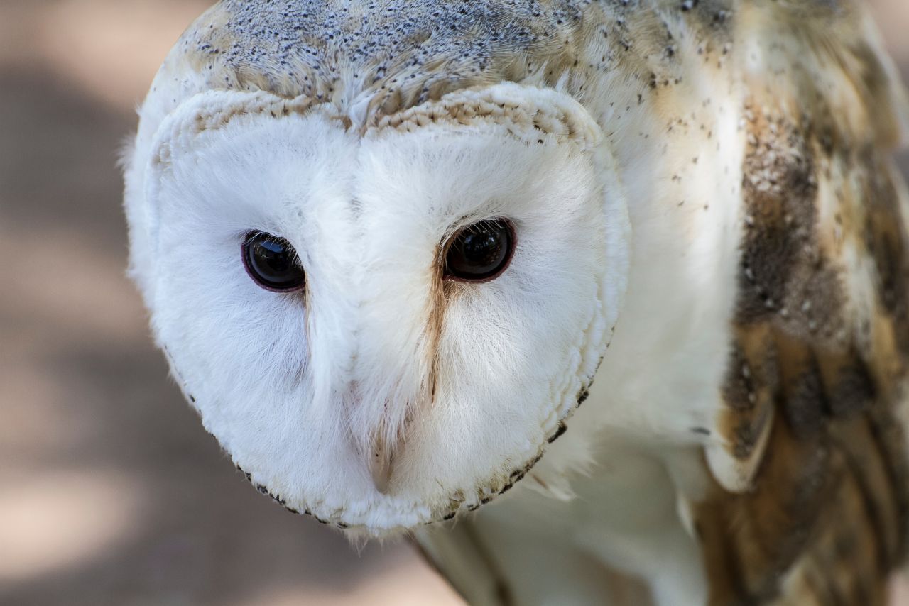 Why Do Owls Have Flat Faces? The Truth Revealed!