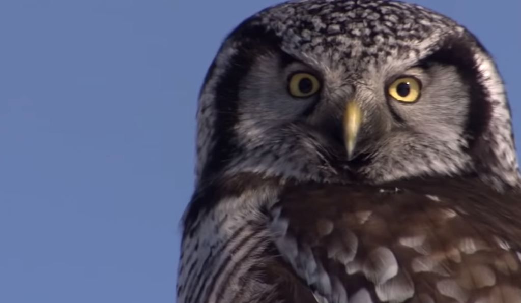 Can Owls Move Their Eyes?