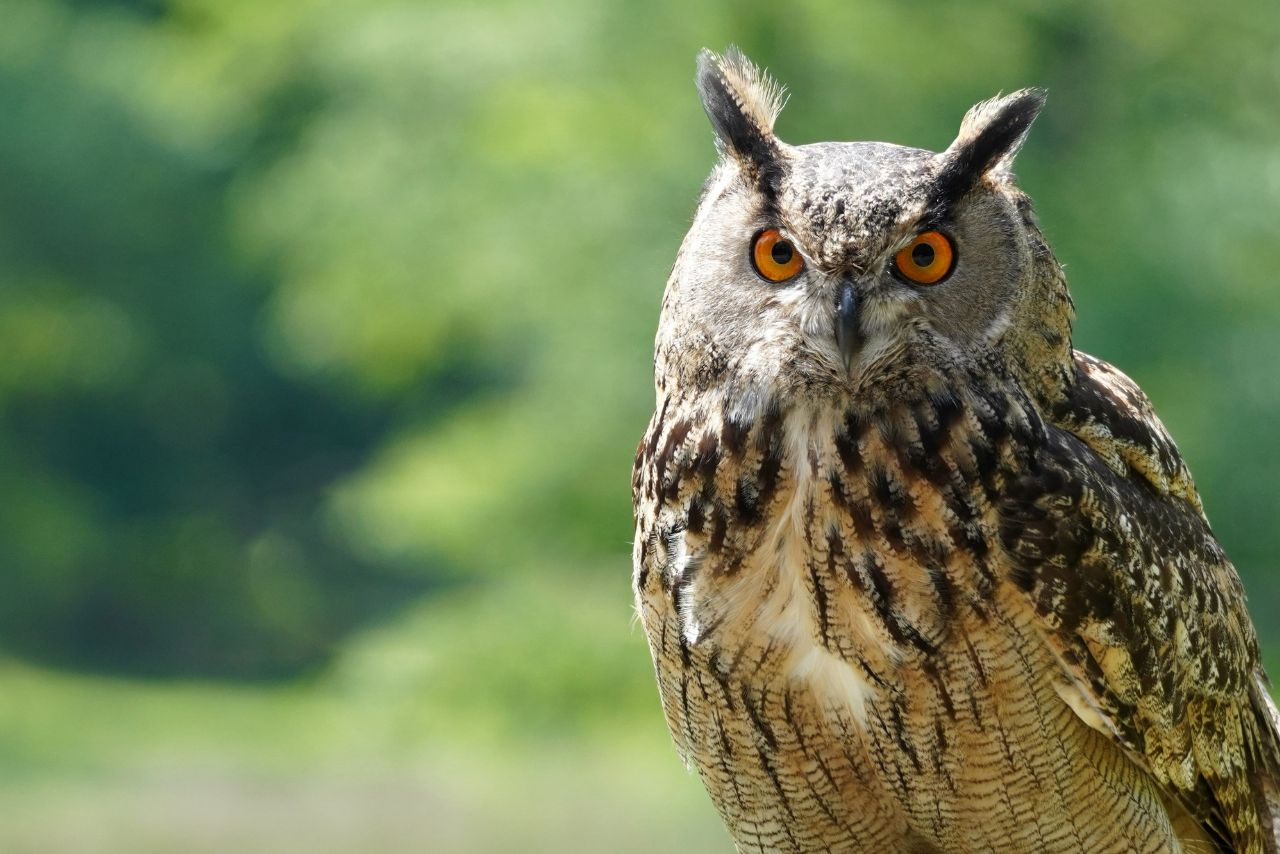 What Are Baby Owls Called? Discover Names for Baby Owls!