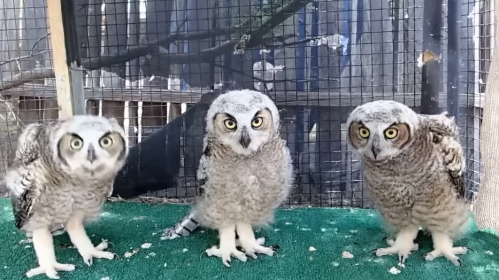 What Are Baby Owls Called?