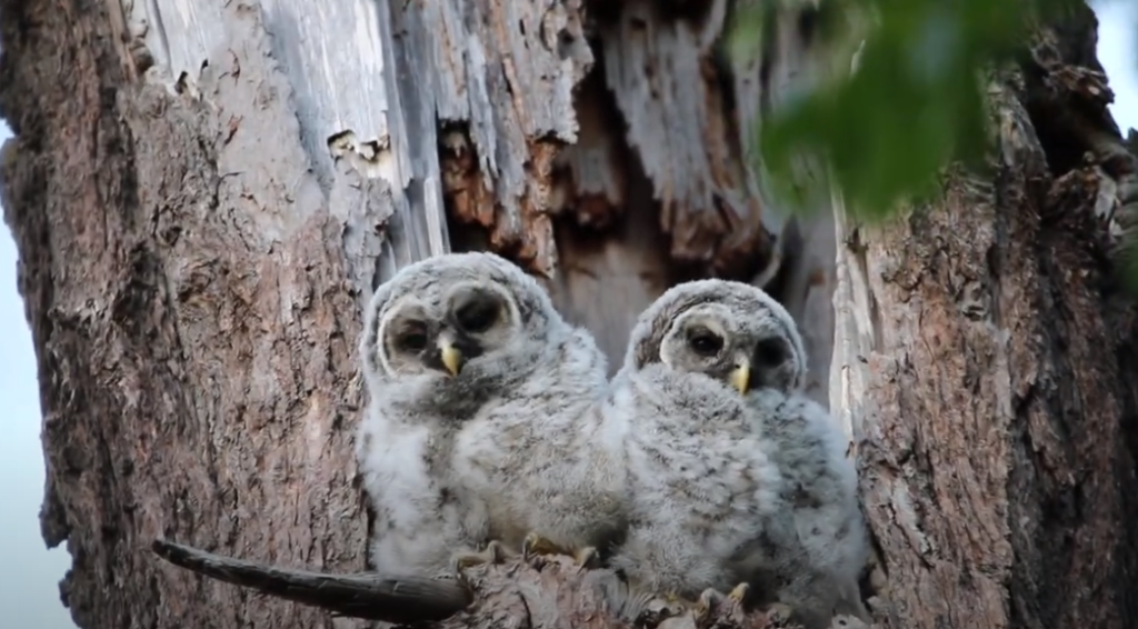 Do Owls Show Affection to Humans?