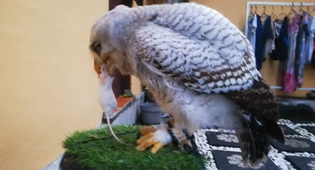 How to Feed an Owl at Home?
